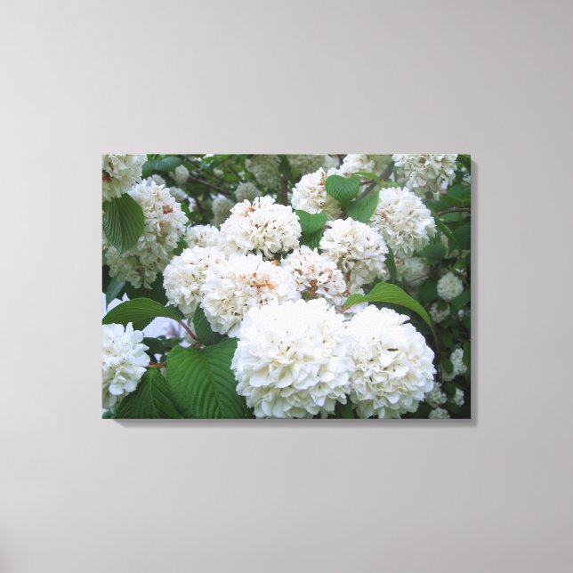 Canvas - Wrapped - White Hydrangeas ll Print (Front)