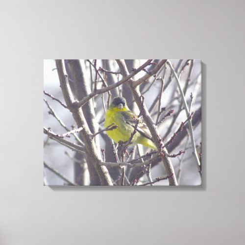 Canvas _ Yellow Finch in Winter Branches