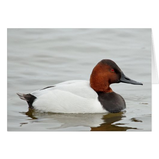 Canvasback Duck Drake Cards (Front Horizontal)