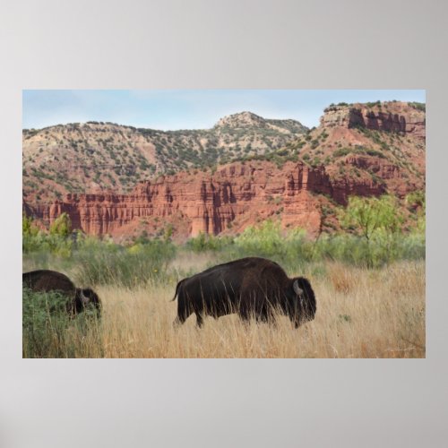 Canyon Buffalo Art Poster _60x40 _other sizes also