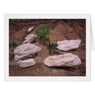 "Canyon Pods" Cards