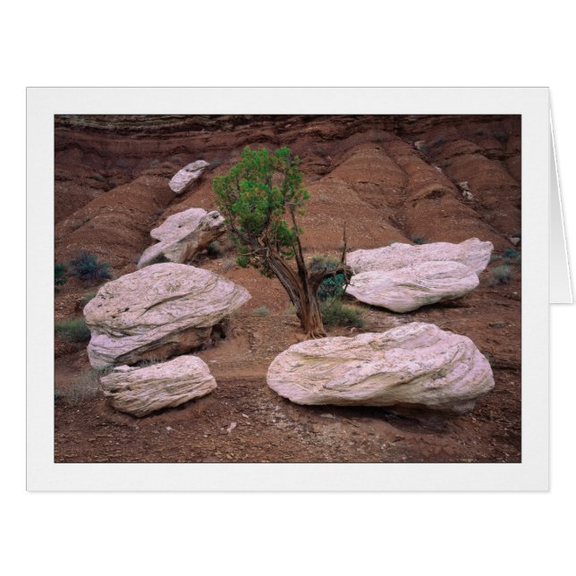 "Canyon Pods" Cards (Front Horizontal)