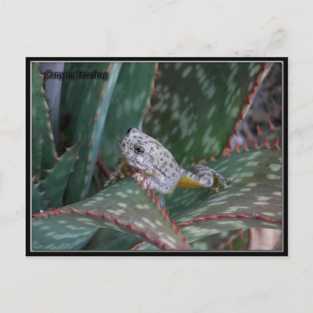 Canyon Tree Frog Postcard (Front)