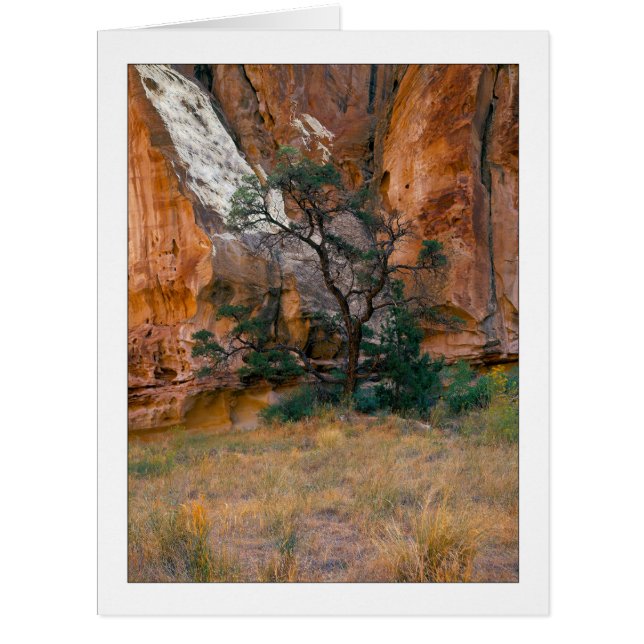 "Canyon View With Tree" Cards (Front)