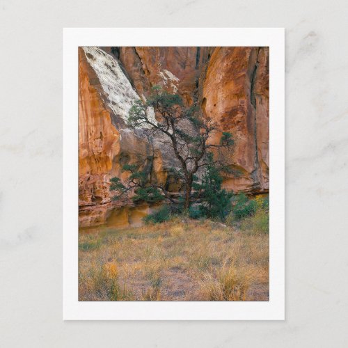 Canyon View With Tree Postcard