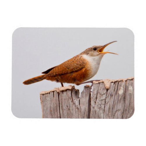 Canyon Wren Catherpes Mexicanus Singing Magnet