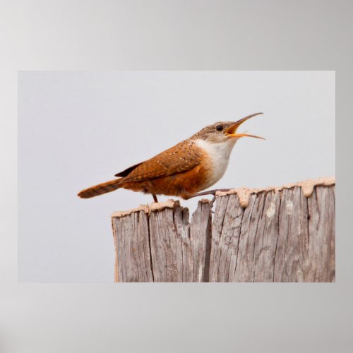 Canyon Wren Catherpes Mexicanus Singing Poster