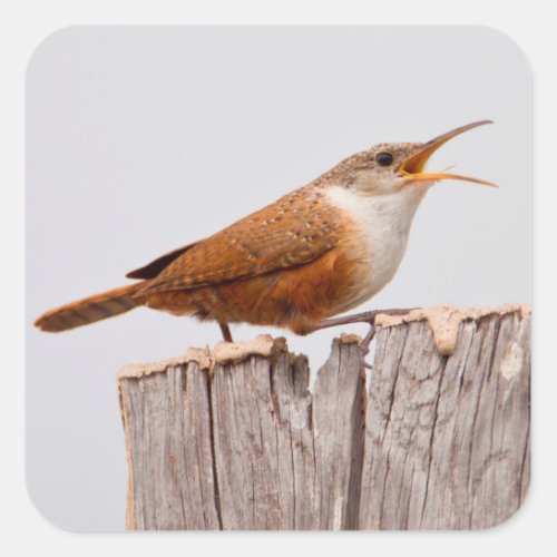 Canyon Wren Catherpes Mexicanus Singing Square Sticker