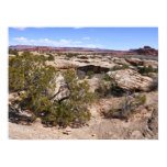 Canyonlands View from Cave Springs Trail Poster