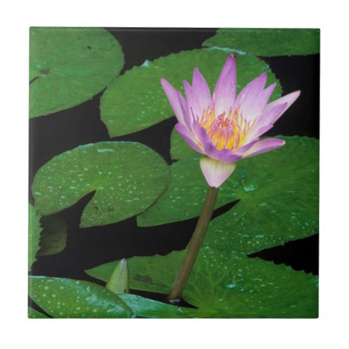 Cape Blue Water Lily Nymphaea Capensis Ceramic Tile