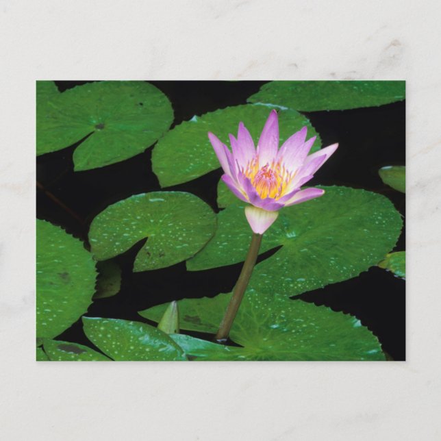 Cape Blue Water Lily (Nymphaea Capensis) Postcard (Front)