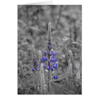 Cape Breton Lupins Cards
