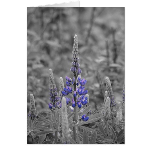 Cape Breton Lupins Cards (Front)