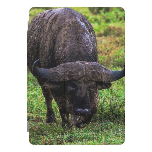 Cape Buffalo in Nakuru Kenya  iPad Pro Cover