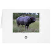 Cape Buffalo Mud Bath Collage Card (Back Horizontal)