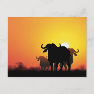 Cape Buffalo Postcard