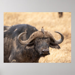 Cape Buffalo with Egret – Maasai Mara Safari Poste Poster