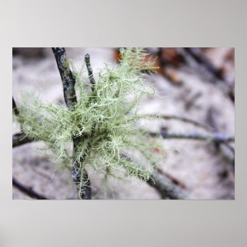 Cape Cod Beach Mossy Branch Photo Poster