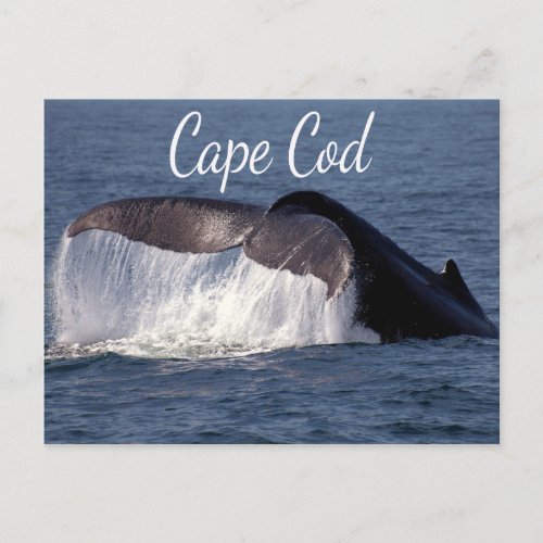 Cape Cod Provincetown Massachusetts  Postcard