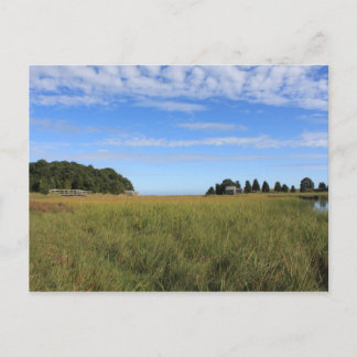 Cape Cod Salt Marsh Postcard