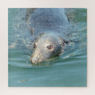 Cape Cod Seal at the Pier Jigsaw Puzzle