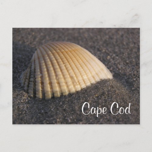 Cape Cod Seashell on the Beach Post Card