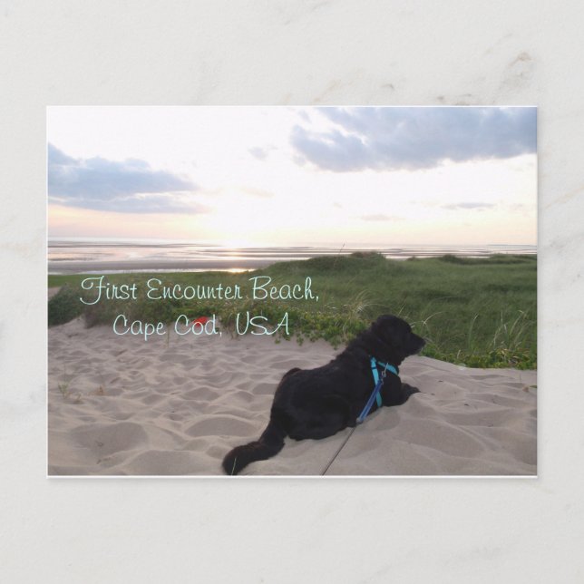 Cape Cod Sunset with Black Lab Postcard (Front)