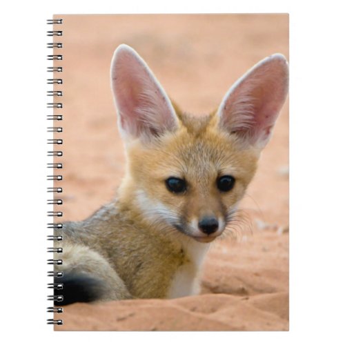 Cape Fox Vulpes Chama Pup Peers Inquisitively Notebook
