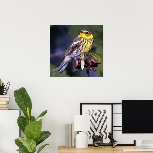 Cape May Warbler Bird Lovers Poster (Home Office)