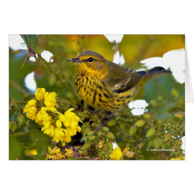 Cape May Warbler with Flowering Mahonia Cards (Front Horizontal)