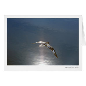 Cape Petrel, Neko Harbor Cards