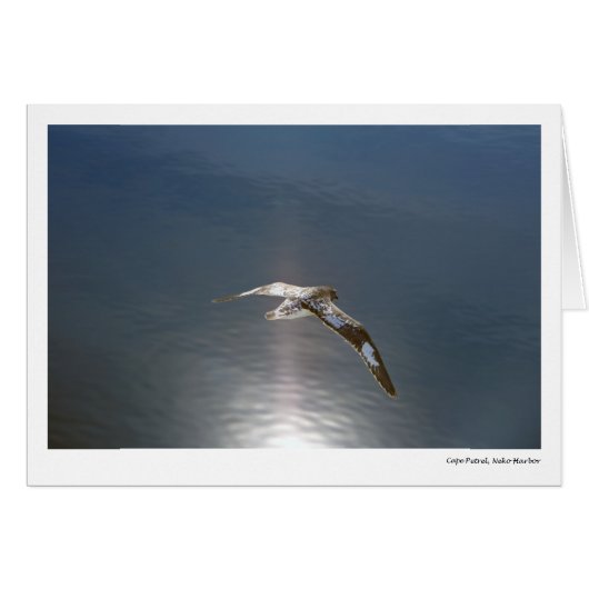 Cape Petrel, Neko Harbor Cards (Front Horizontal)