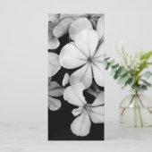 Cape plumbago (Standing Front)