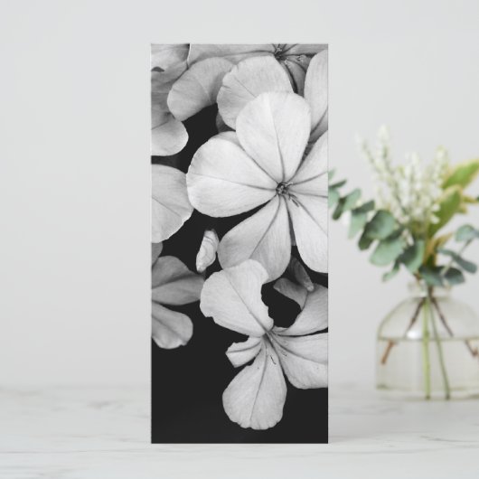 Cape plumbago (Standing Front)