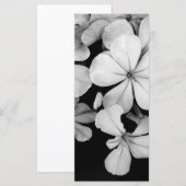 Cape plumbago (Front/Back)