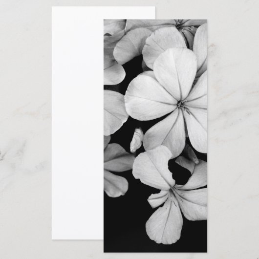 Cape plumbago (Front/Back)