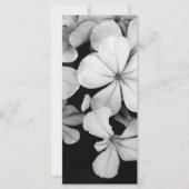 Cape plumbago (Front)