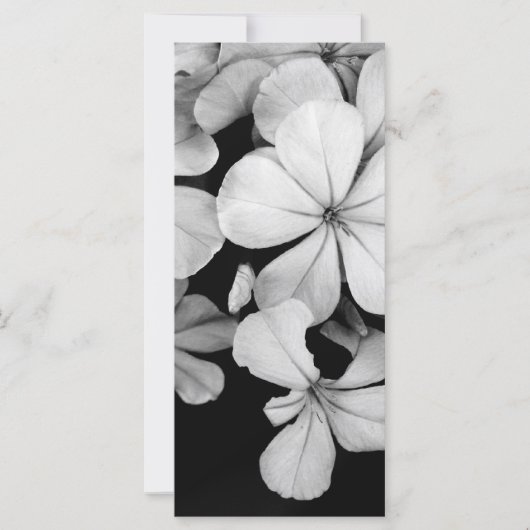 Cape plumbago (Front)