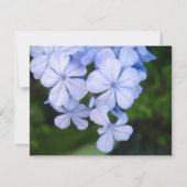 Cape plumbago (Front)