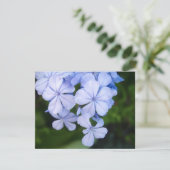 Cape plumbago (Standing Front)