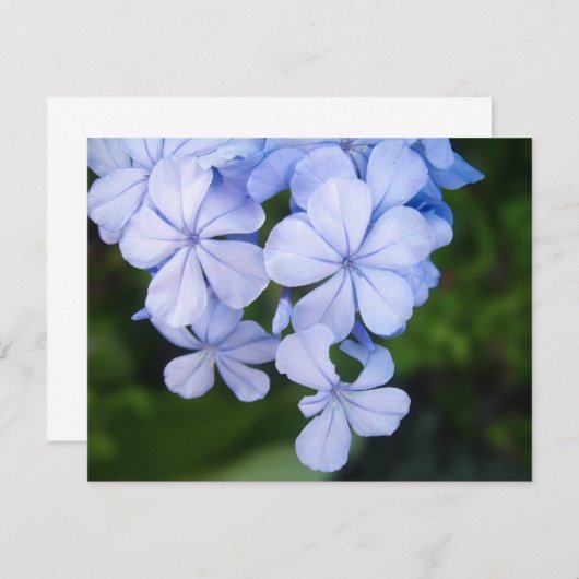 Cape plumbago (Front/Back)