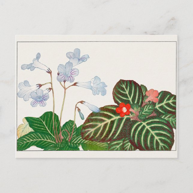 Cape primrose, Flame violet by Tanigami Konan Postcard (Front)