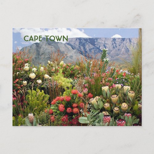 Cape TownSouth Africa floral display wildflowers Postcard