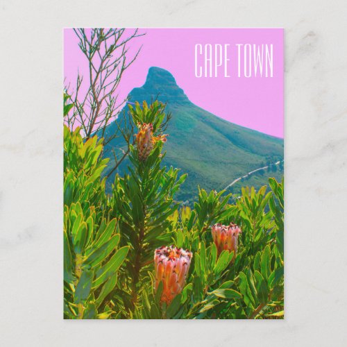 Cape Town South Africa Protea Lions Head Postcard