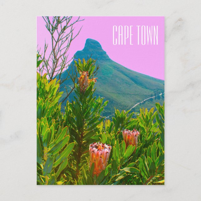 Cape Town South Africa Protea Lion's Head Postcard (Front)