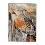 Capercaillie Dry-Erase Board
