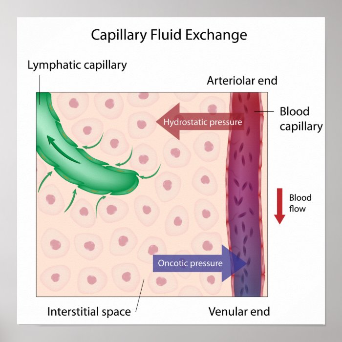 Capillary Fluid Exchange Poster