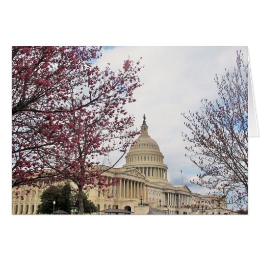 Capitol and Cherry blossoms Cards (Front Horizontal)