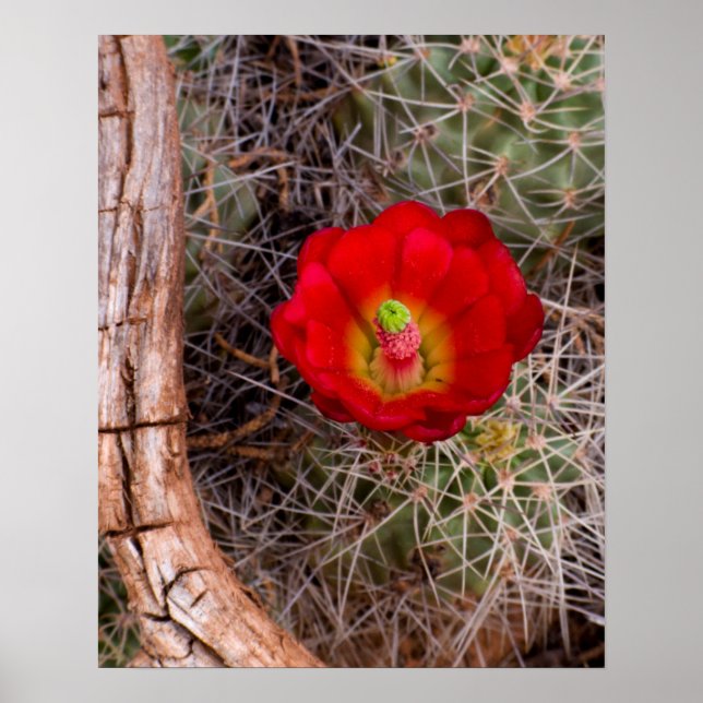 Capitol Reef National Park, Claret Cup Cactus Poster (Front)