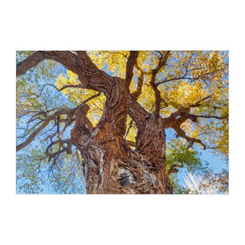 Capitol Reef National Park Cottonwood Tree Acrylic Print